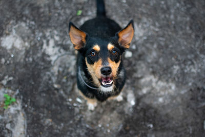 Portrait of black dog outdoors