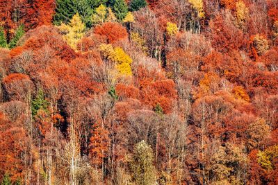 View of autumnal trees in forest
