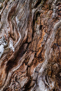 Full frame shot of tree trunk