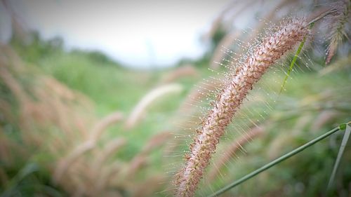 Close-up of fresh plant on field against sky