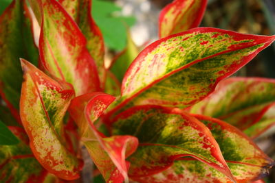 Close-up of red leaves on plant during autumn