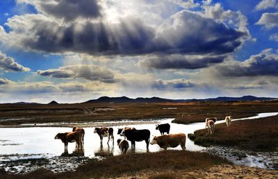 Cows standing on landscape against sky