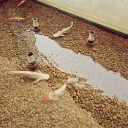 High angle view of birds on street