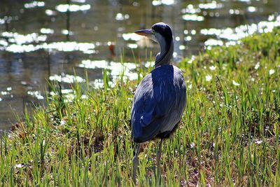 View of a bird at lakeshore