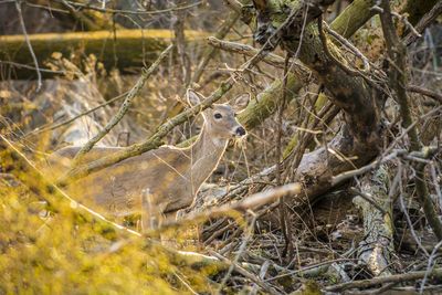 View of birds in nest