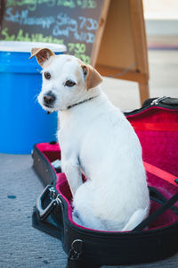 Portrait of dog sitting in case