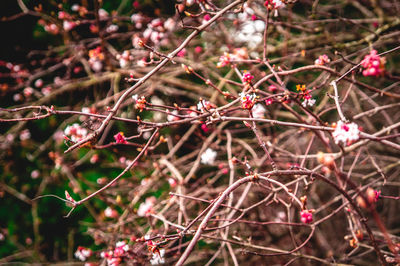 Close-up of berries growing on tree