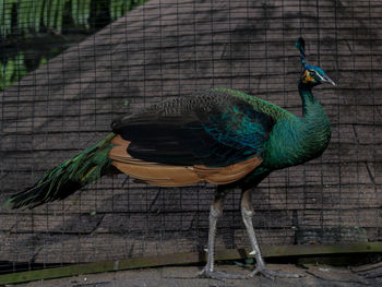 High angle view of a peacock