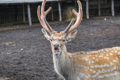 Close-up of deer