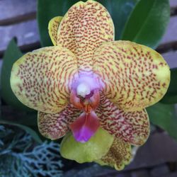 Close-up of flowers against blurred background