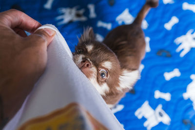 Cropped hand of man with dog on bed