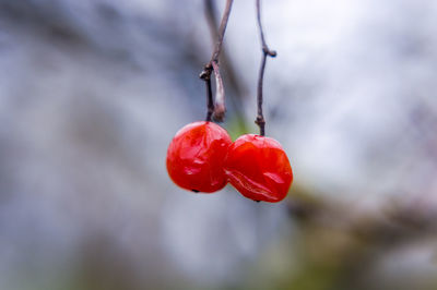 fruit