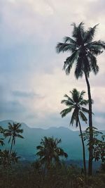 Palm trees against sky during sunset