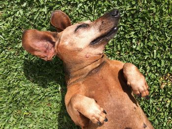 Close-up of dog relaxing on field