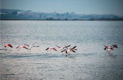 Birds flying over lake