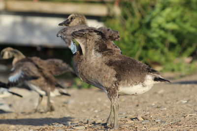 Side view of a bird on land