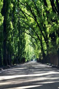 Road passing through trees