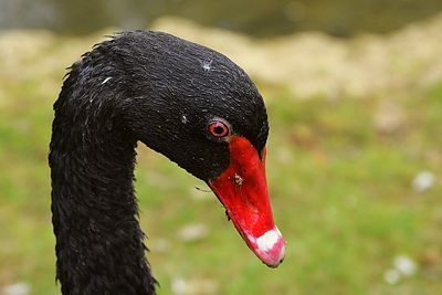Close-up of black swan