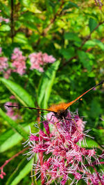 Close-up of butterfly pollinating on pink flower