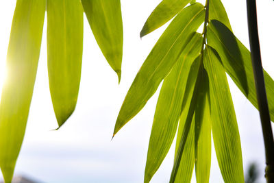 Low angle view of palm leaves against sky