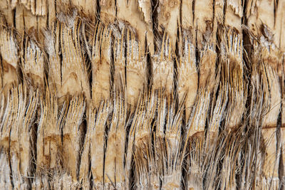 Full frame shot of tree trunk