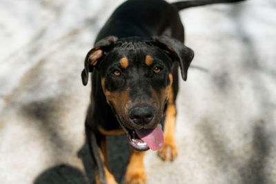 Close-up of dog