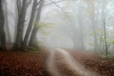 Dirt road amidst trees in forest