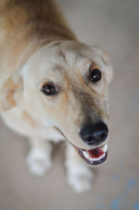 Close-up portrait of dog