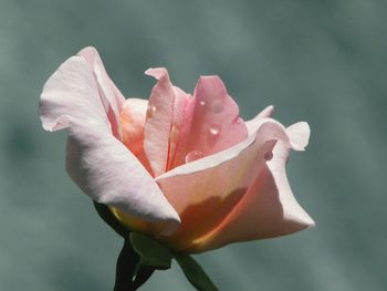 Close-up of pink rose