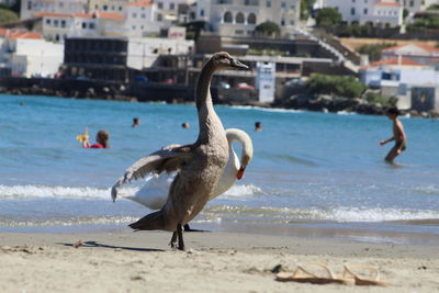 Bird on beach