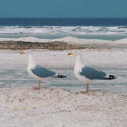 Seagulls on beach