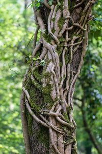 Close-up of lizard on tree trunk