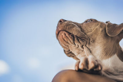 Low angle view of dog against clear sky