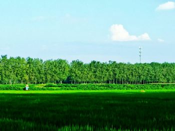 Scenic view of field against clear sky