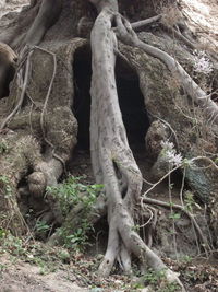 Tree roots on field