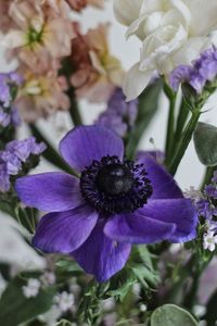 Close-up of purple flowering plant