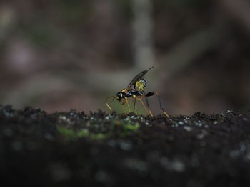 Close-up of parasitoid wasp laying eggs on tree.