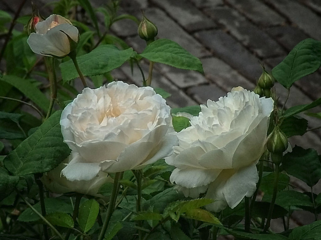 CLOSE-UP OF ROSES BLOOMING OUTDOORS