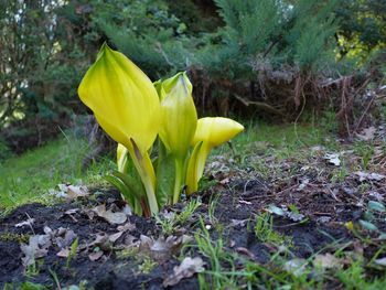 Close-up of yellow flowering plant in forest