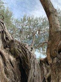 Low angle view of tree against sky