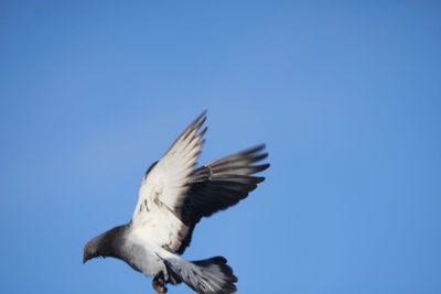 Low angle view of seagull flying against clear blue sky