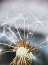 Macro photo of a dandelion