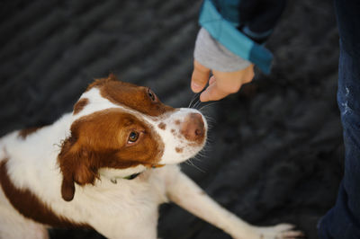 Cropped image of person standing by brittany spaniel at beach