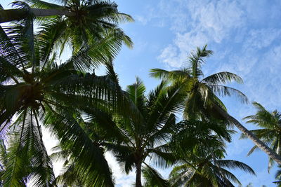 Low angle view of palm trees against sky