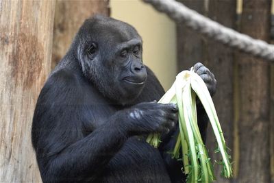 Close-up of gorilla holding plant at zoo