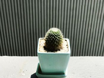 Close-up of succulent plant in pot