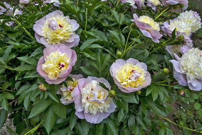 High angle view of white flowering plants