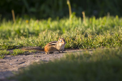 Adorable side lit eastern chipmunk crouching in alley with surprised expression