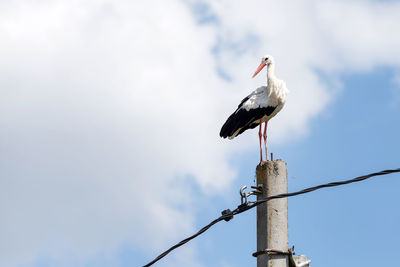 White stork standing on the cement pillar in belarus in summer