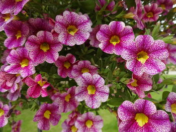 High angle view of flowers blooming in bloom